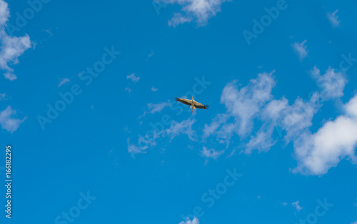 Blue sky with a stork in flight
