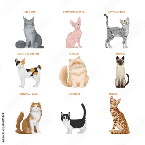 Cat breeds set.