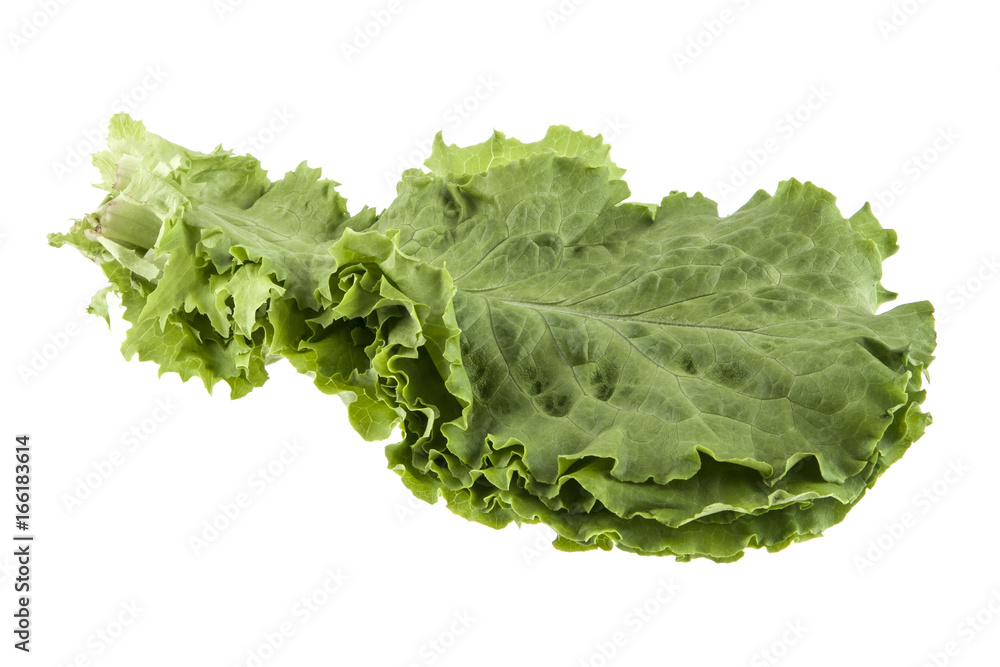 Lettuce leaf isolated on white background Lettuce leaf isolated on white background