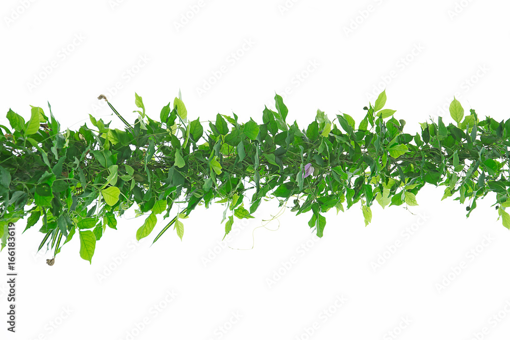 Obraz premium Green vines on white background