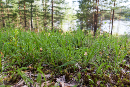 Yarrow leaves on the edge of the forest near the lake