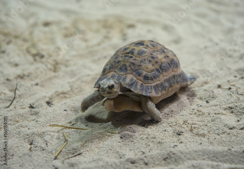 Fototapeta Naklejka Na Ścianę i Meble -  Turtle walking on sand close-up