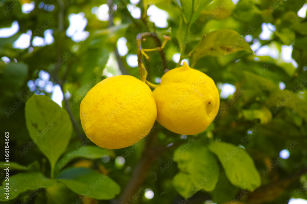 Citrus fruit rich in vitamin C – ripe yellow Sicilian lemons on lemon trees, ready to harvest