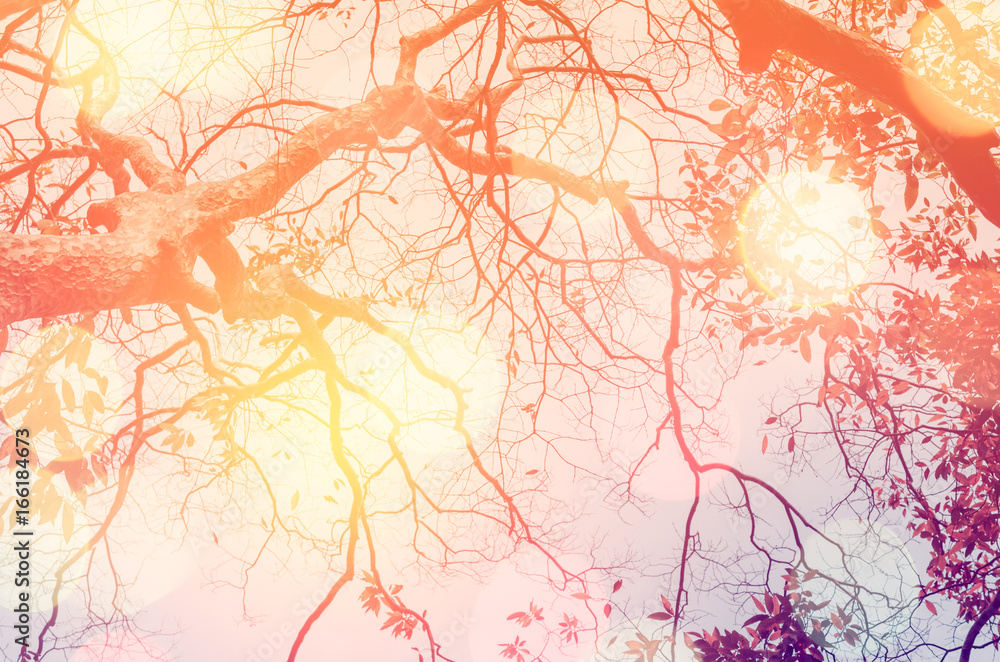 Fototapeta premium Nature autumn tree branch on sky abstract background.