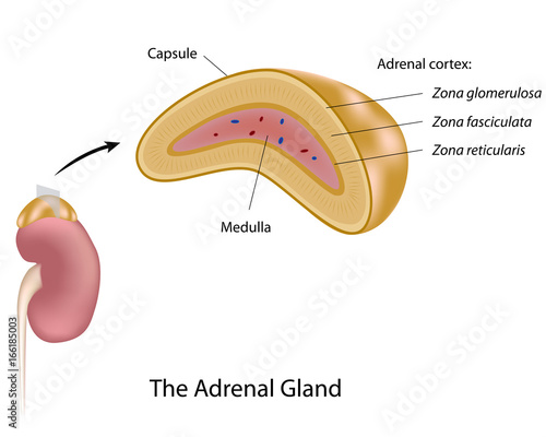The adrenal gland, labeled. 