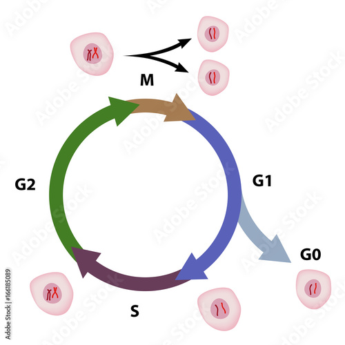 Cell cycle photo