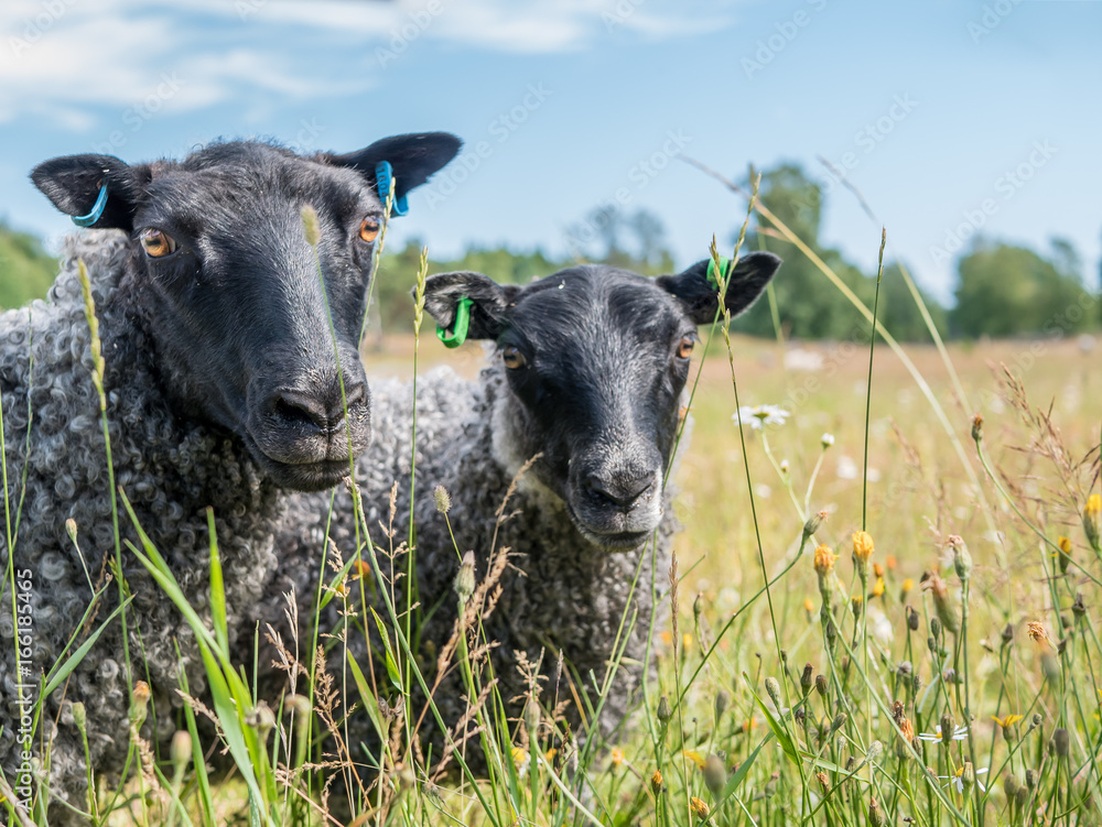 Black sheeps is looking in to camera. On summer grass field. Black sheeps is looking in to camera. On summer grass field.
