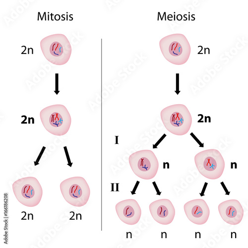 Mitosis versus meiosis