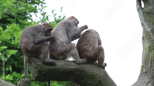 Formosan rock macaque sitting on the top the tree grooming at the -Dan photo