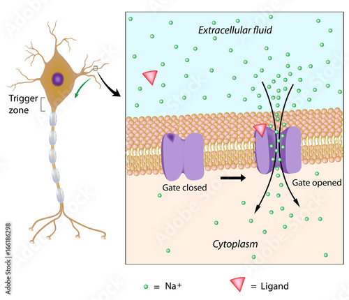 Neuron and local potential photo