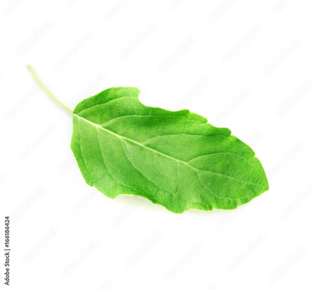 Fototapeta premium fresh hot basil leaf on white background