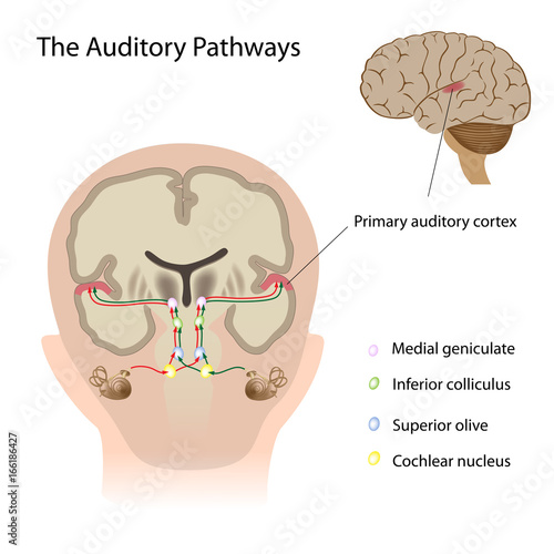 The auditory pathways photo