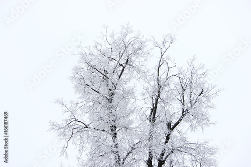 Oak covered with hoarfrost on a white sky background in winter in the park. White on white.