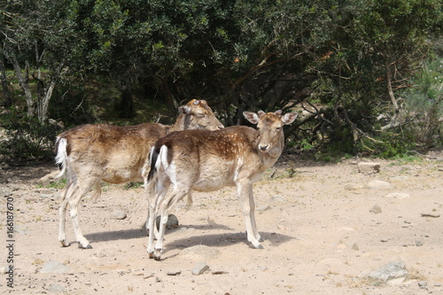 Cervo sardo photo