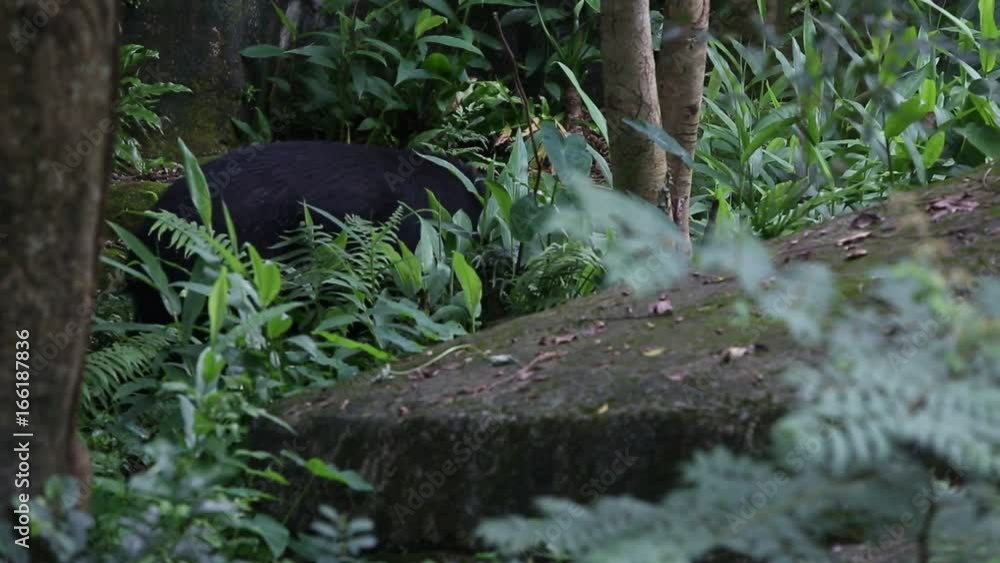 An adult Formosa Black Bear walking for the forest at a day hot summer, Ursus Thibetanus Formosanus at the tropical jungle-Dan An adult Formosa Black Bear walking for the forest at a day hot summer, Ursus Thibetanus Formosanus at the tropical jungle-Dan