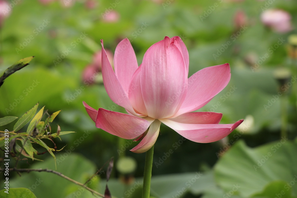 Lotus flowers, lotuses, lotus flowers Komarova, green, green leaves, pink flowers, summer, beauty, nature, plants, landscape with lotuses, garden, park, lotuses, pink flower, big lotus flower, leaves,