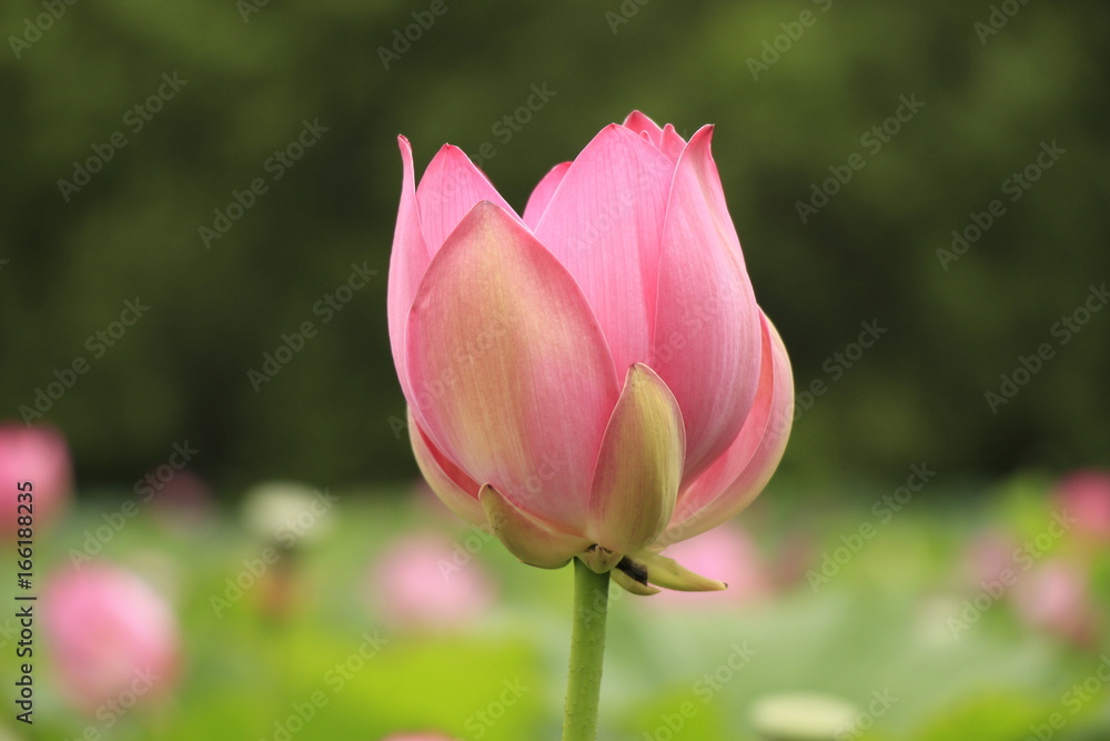 Lotus flowers, lotuses, lotus flowers Komarova, green, green leaves, pink flowers, summer, beauty, nature, plants, landscape with lotuses, garden, park, lotuses, pink flower, big lotus flower, leaves, Lotus flowers, lotuses, lotus flowers Komarova, green, green leaves, pink flowers, summer, beauty, nature, plants, landscape with lotuses, garden, park, lotuses, pink flower, big lotus flower, leaves,