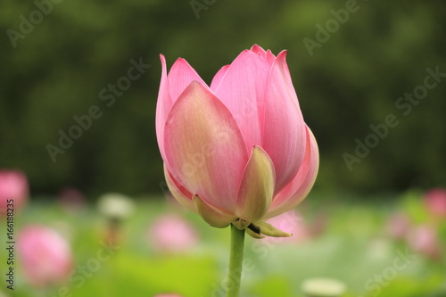 Lotus flowers, lotuses, lotus flowers Komarova, green, green leaves, pink flowers, summer, beauty, nature, plants, landscape with lotuses, garden, park, lotuses, pink flower, big lotus flower, leaves,