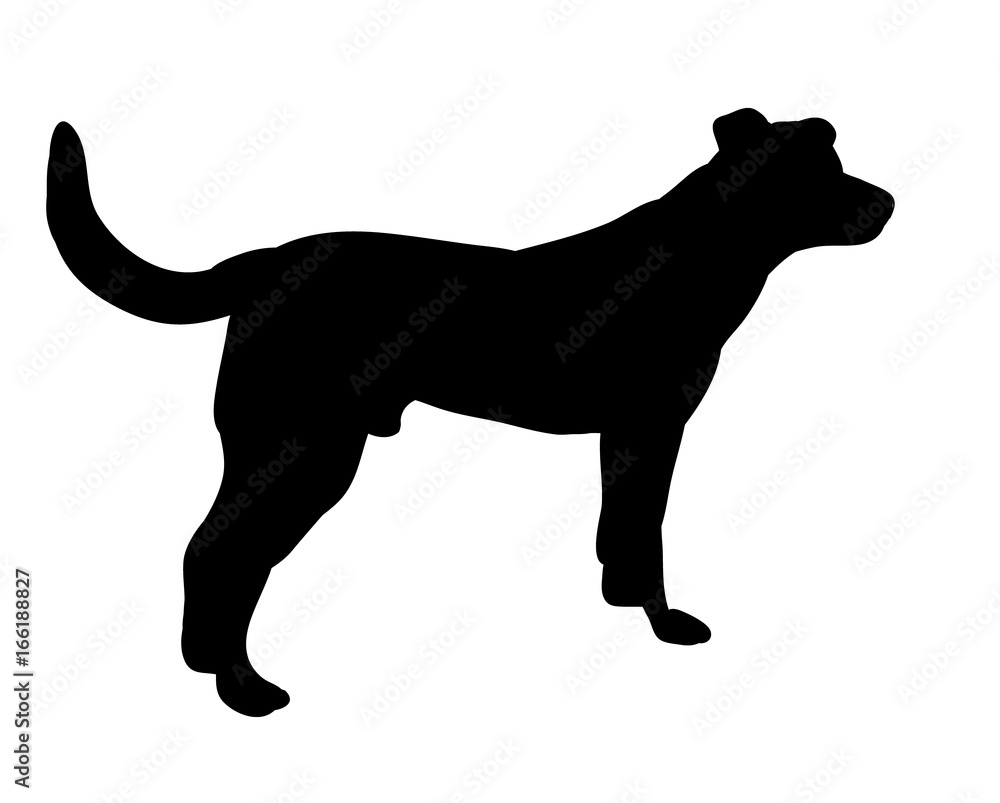 Silhouette of a dog