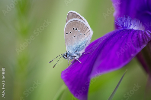 Wallpaper Mural The Butterfly on the Iris Torontodigital.ca