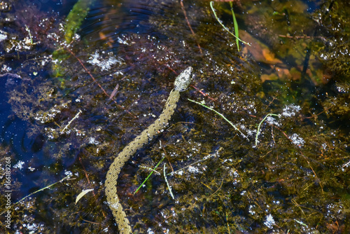 Serpent dans rivière 2