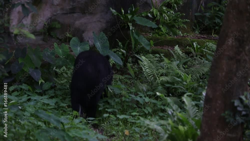 An adult Formosa Black Bear walking for the forest at a day hot summer, Ursus Thibetanus Formosanus at the tropical jungle-Dan An adult Formosa Black Bear walking for the forest at a day hot summer, Ursus Thibetanus Formosanus at the tropical jungle-Dan