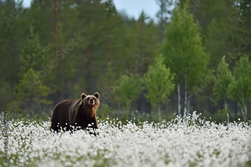Brown bear in blooming cotton grass