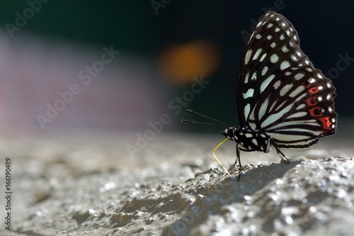 Butterfly from the Taiwan (Hestina assimilis formosana) Red spotted butterfly 