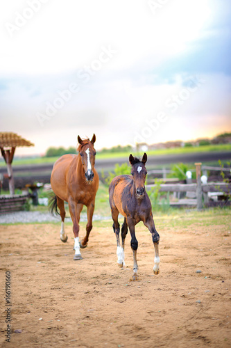 beautiful foal walks together with the mother