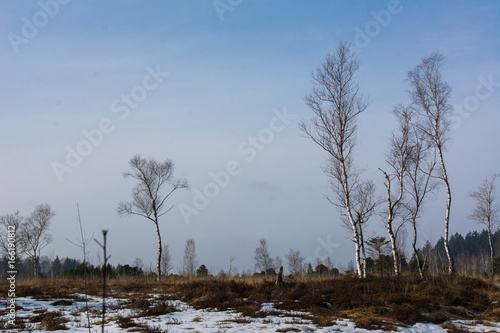 Wallpaper Mural Moor - Arrisrieder Moos Torontodigital.ca