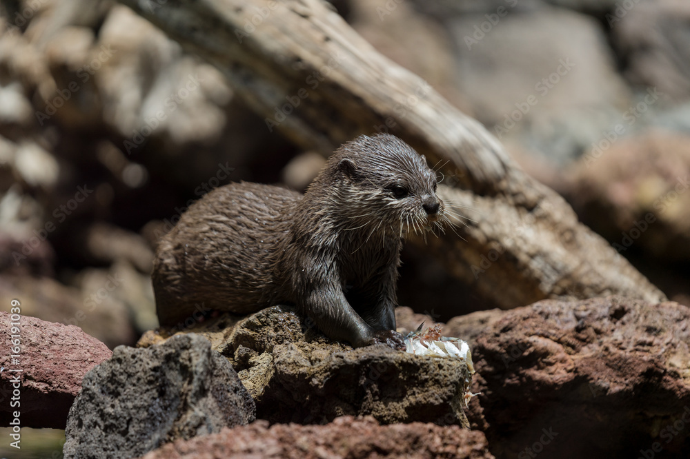 otter