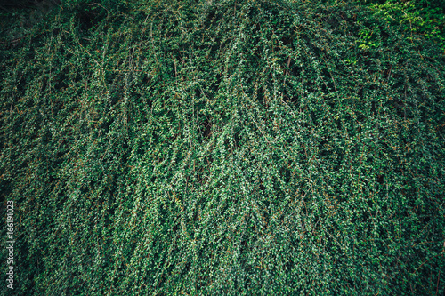 Green grass background, texture, pattern. Very high resolution. Dark vignette