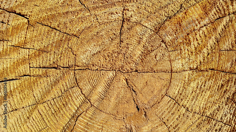 Fototapeta premium Natural wooden texture with rings and cracks pattern
