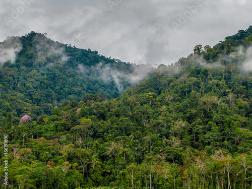 Rain forest in Manu National Park