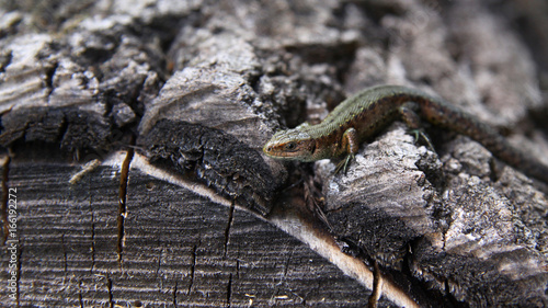 Small lizard on a tree