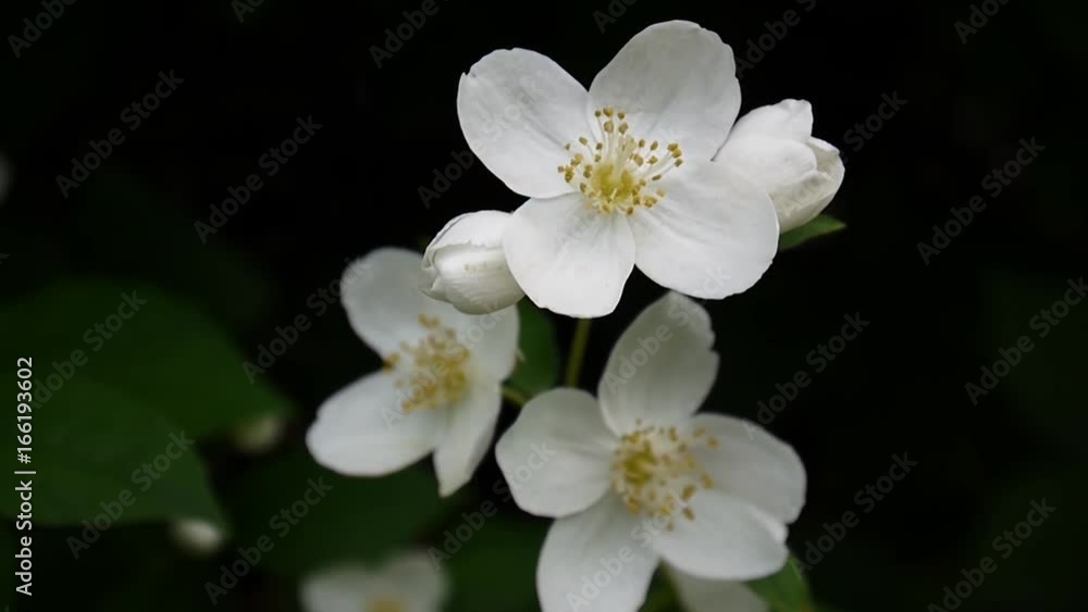 Mock orange blooming close-up in the wind. video shooting static camera. Philadelphus. Mock orange blooming close-up in the wind. video shooting static camera. Philadelphus.