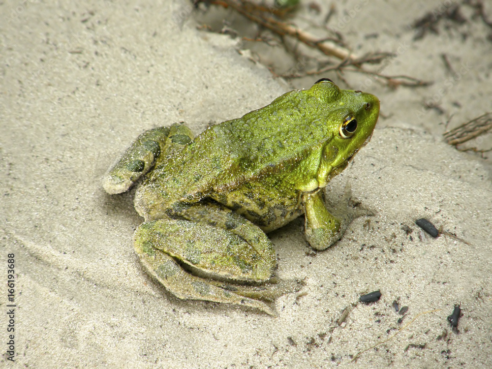 Obraz premium green frog on the sand.