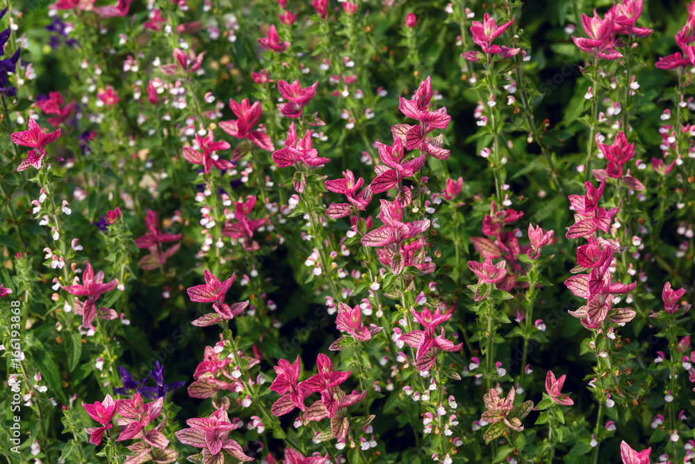 Group of colorful pink flowers blossom in garden