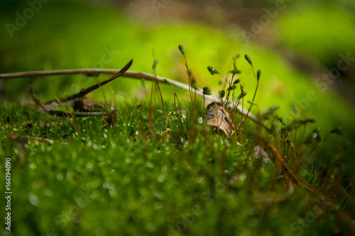 Moss in the forest © Varvara_Iur