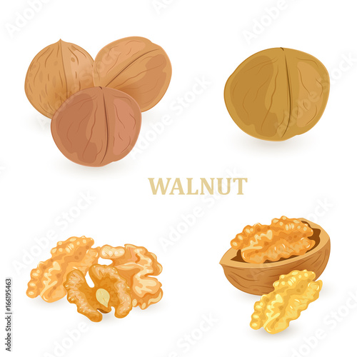 collection groups of walnuts for your design