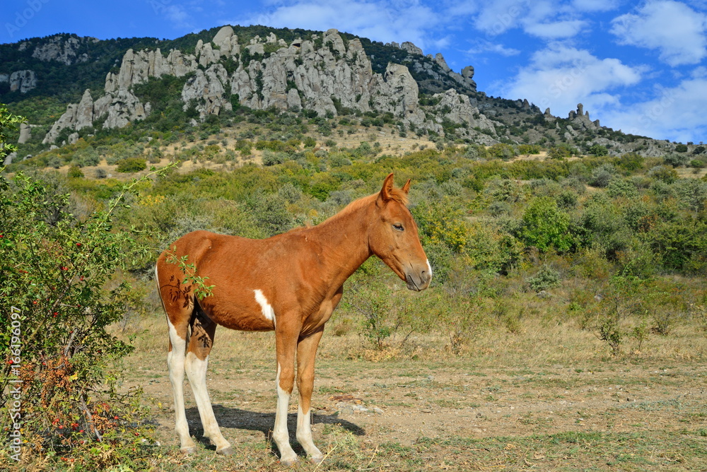 Obraz premium The foal basks in the sun in the valley of ghosts in the vicinity of Alushta