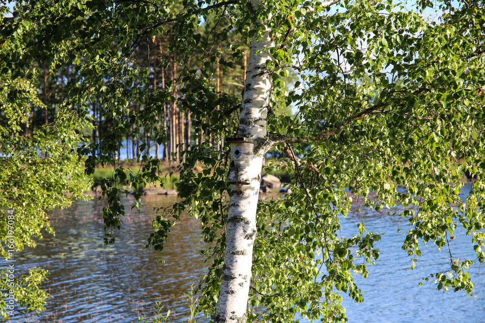 Fototapeta premium Tree By The Lake
