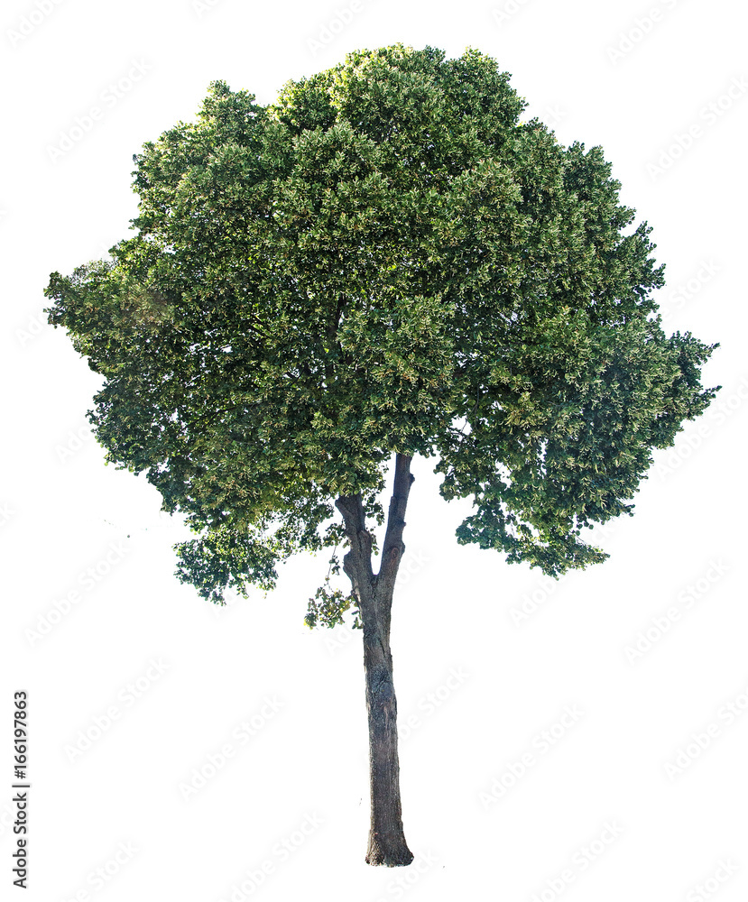 Obraz premium Tree isolated on white background