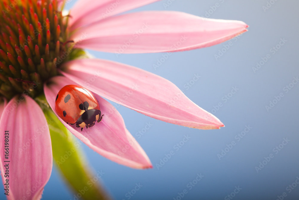 Obraz premium red ladybug on Echinacea flower, ladybird creeps on stem of plant in spring in garden in summer