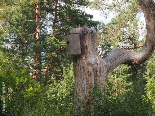 причудливый кривой ствол дерева с домиком для птиц