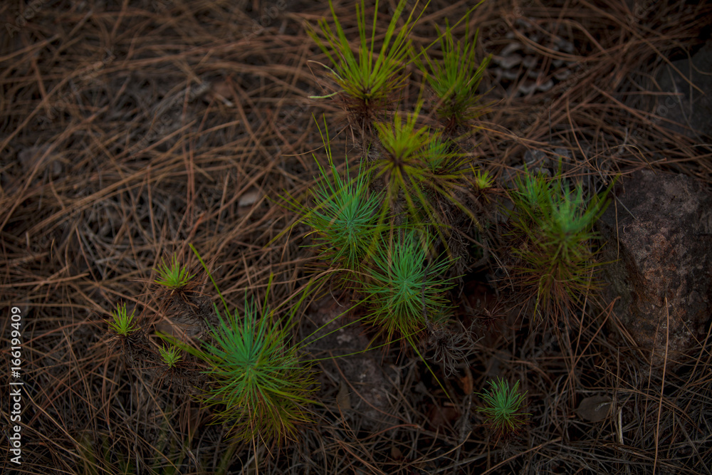 Jungle, dense forests, branches, a fabulous place. Canary Islands Jungle, dense forests, branches, a fabulous place. Canary Islands