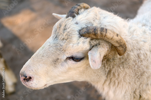 Head of a young lamb
