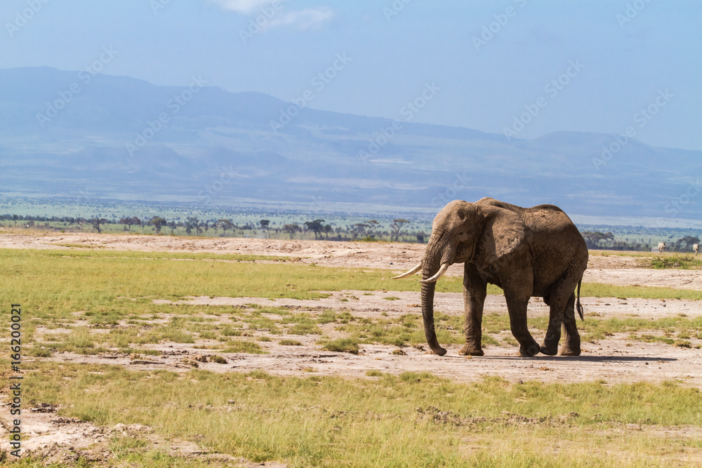 Lonely elephant in the savanna. Kenya