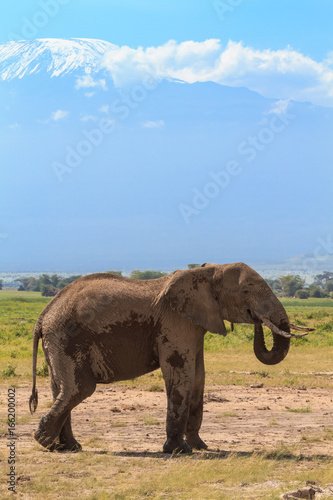 Lonely elephant near Mount Kilimanjaro. Kenya  Africa