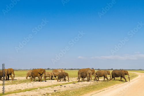 A family of elephants crosses the road. Amboseli, Kenya